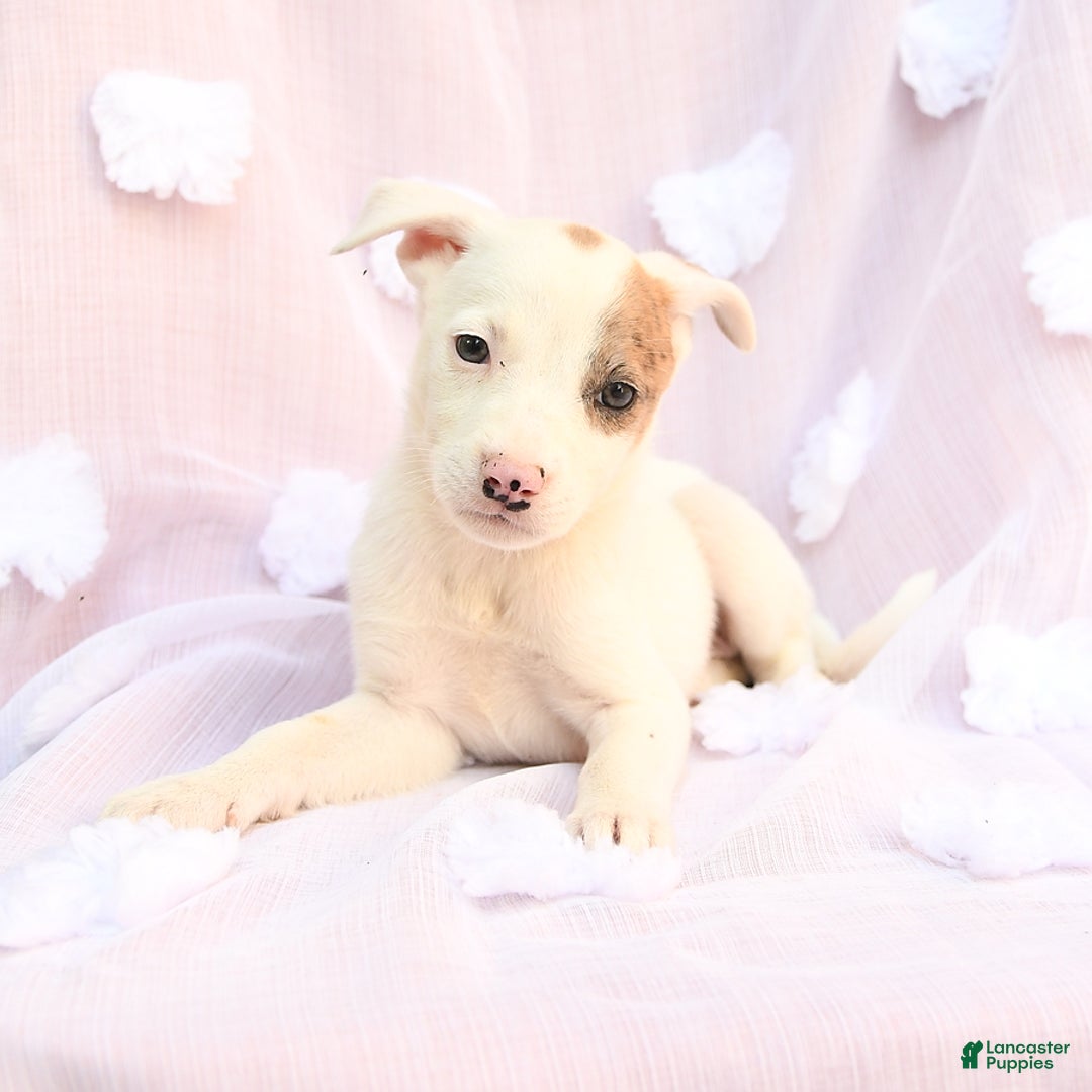 Siberian Husky dogs for sale: Brandy - Image 1