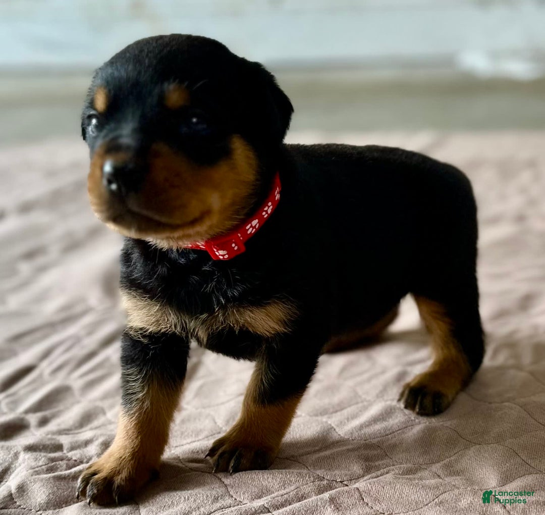 Rottweiler dogs for sale: Red Collar - Image 6