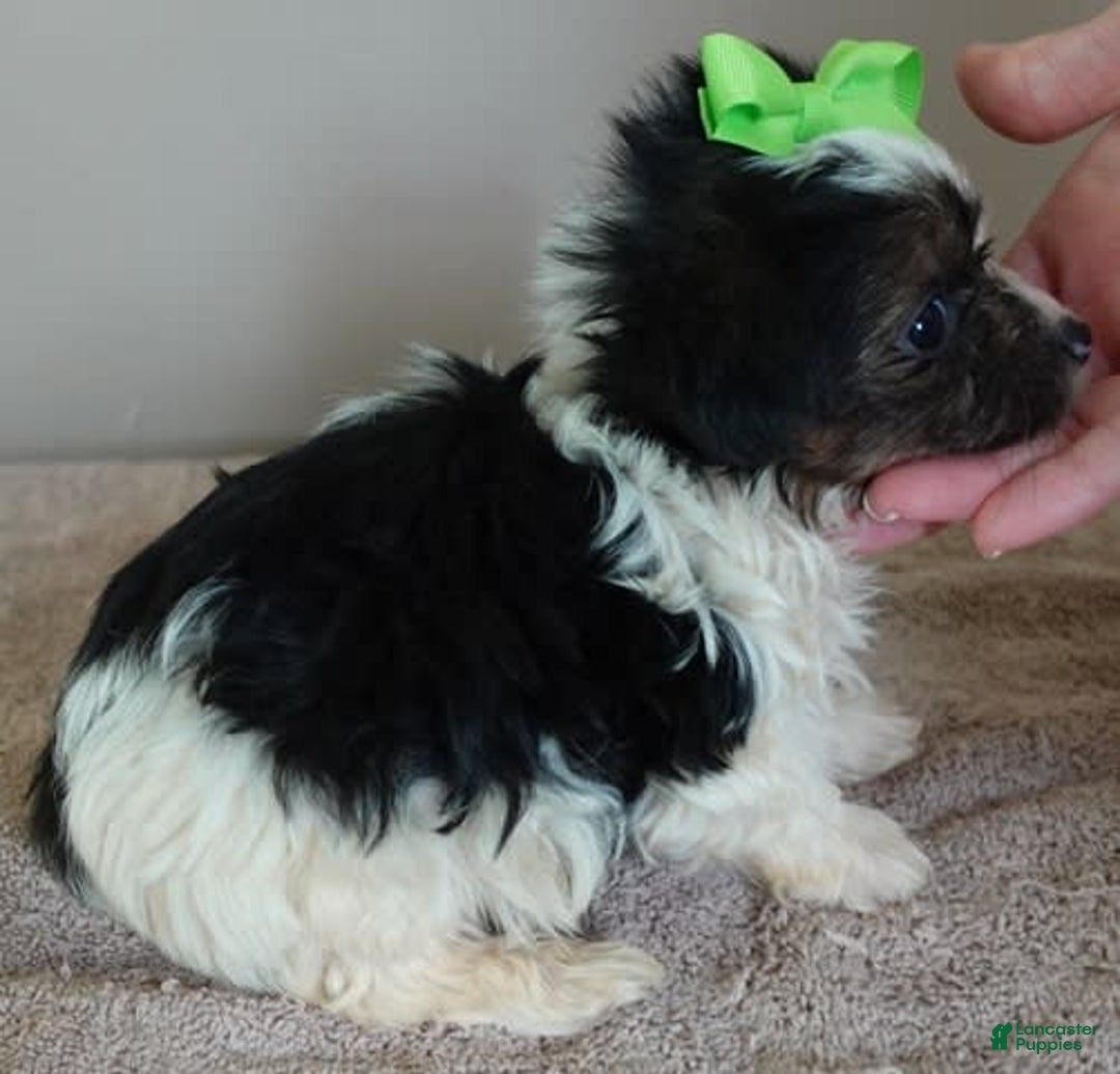 Yorkshire Terrier dogs for sale: Beckham - Image 30