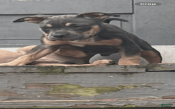 American Bully dogs for sale: Bou - Image 6