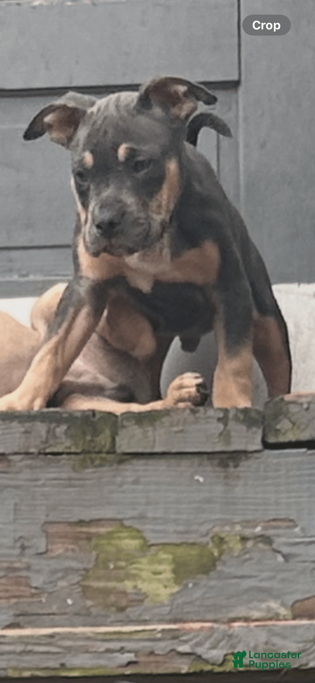American Bully dogs for sale: Bou - Image 6