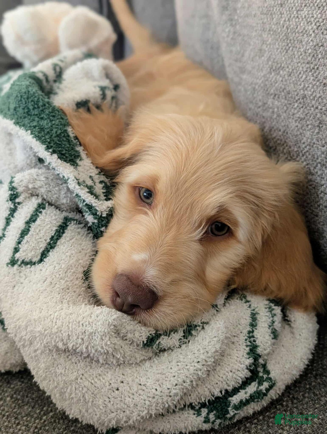 Goldendoodle dogs for sale: Winston - Image 2