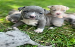 American Bully dogs for sale: Cleo - Image 4