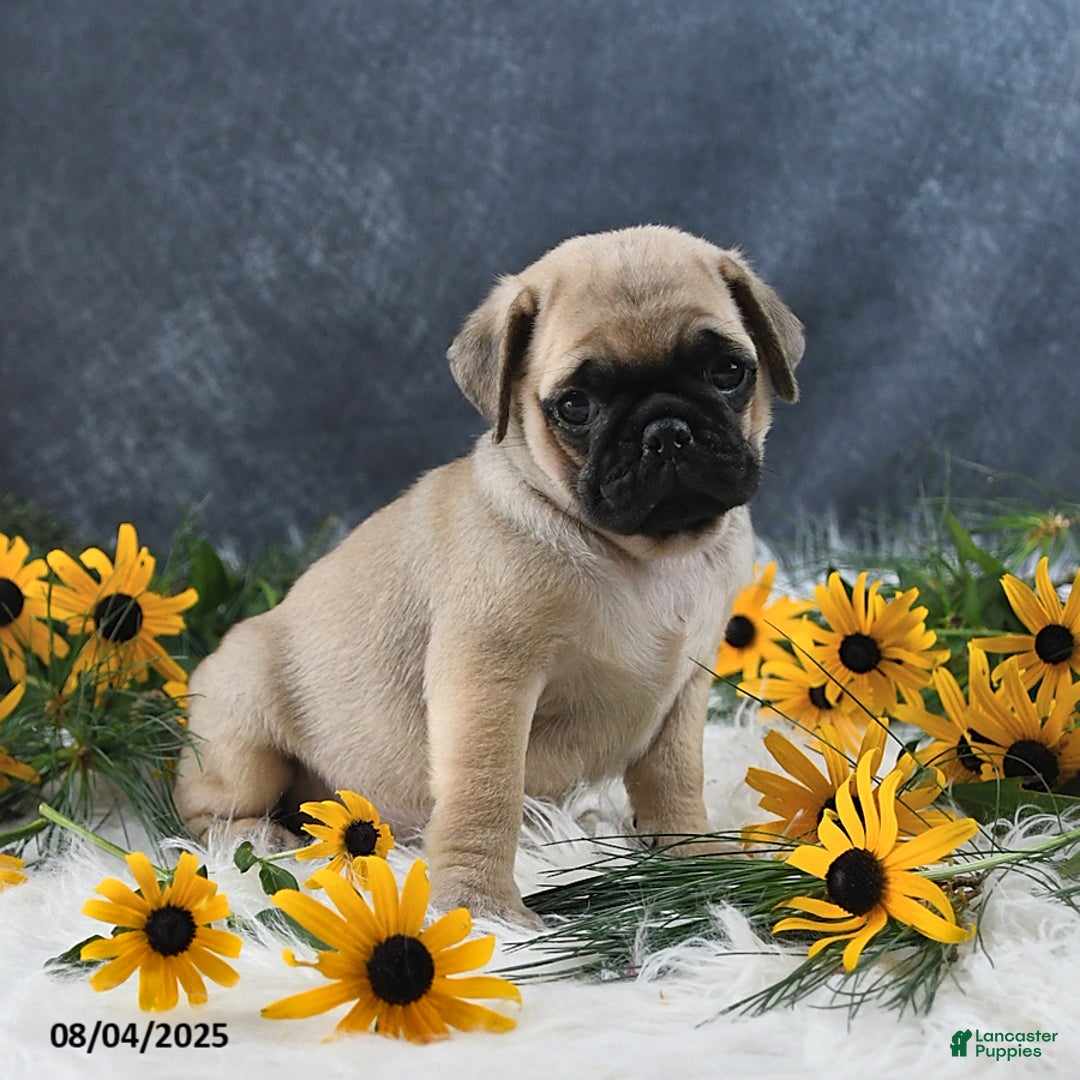 Pug dogs for sale: Tristan - Image 1