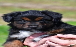Miniature Australian Shepherd dogs for sale: Natasha - Image 3