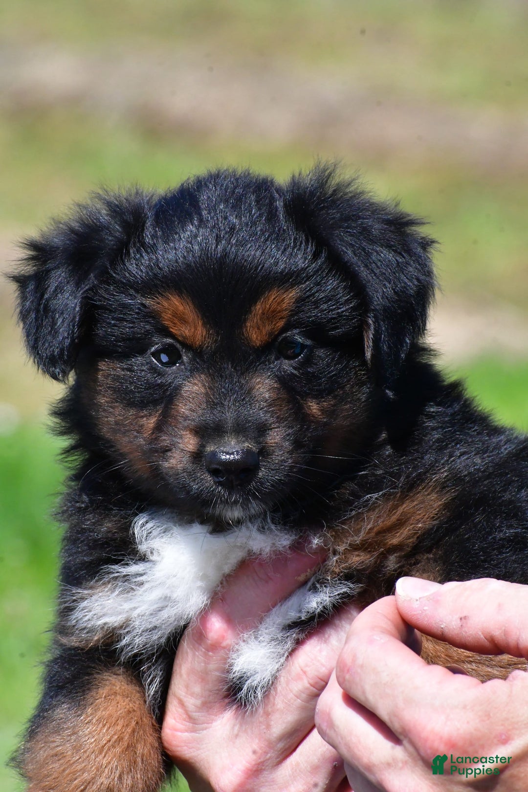 Miniature Australian Shepherd dogs for sale: Natasha - Image 3