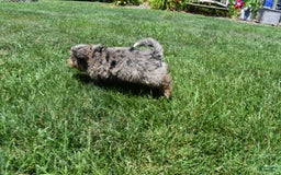Havapoo dogs for sale: Zipper - Image 13