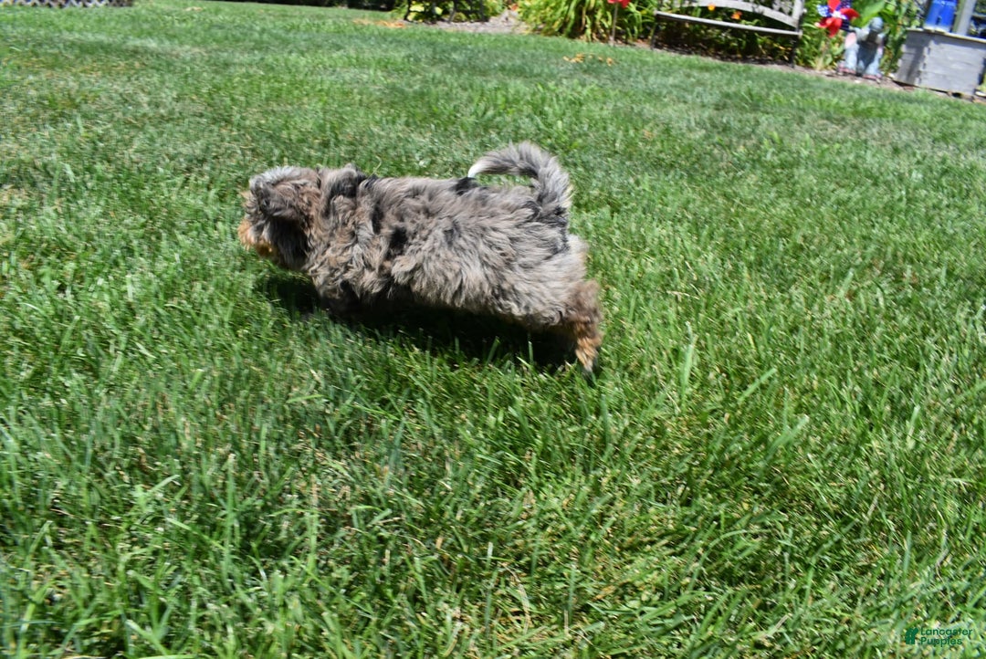 Havapoo dogs for sale: Zipper - Image 13