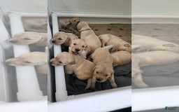 Golden Retriever dogs for sale: Golden Retriever - Image 15