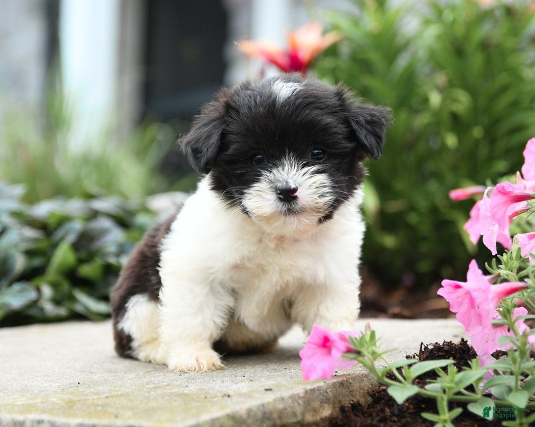 Malshi dogs for sale: Cookies N Cream - Image 7