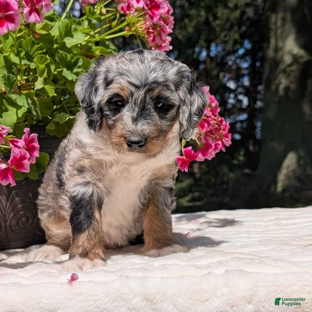 Mini Bernedoodle dogs for sale: Sage - Image 6