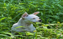 Chihuahua dogs for sale: Bianca - Image 5