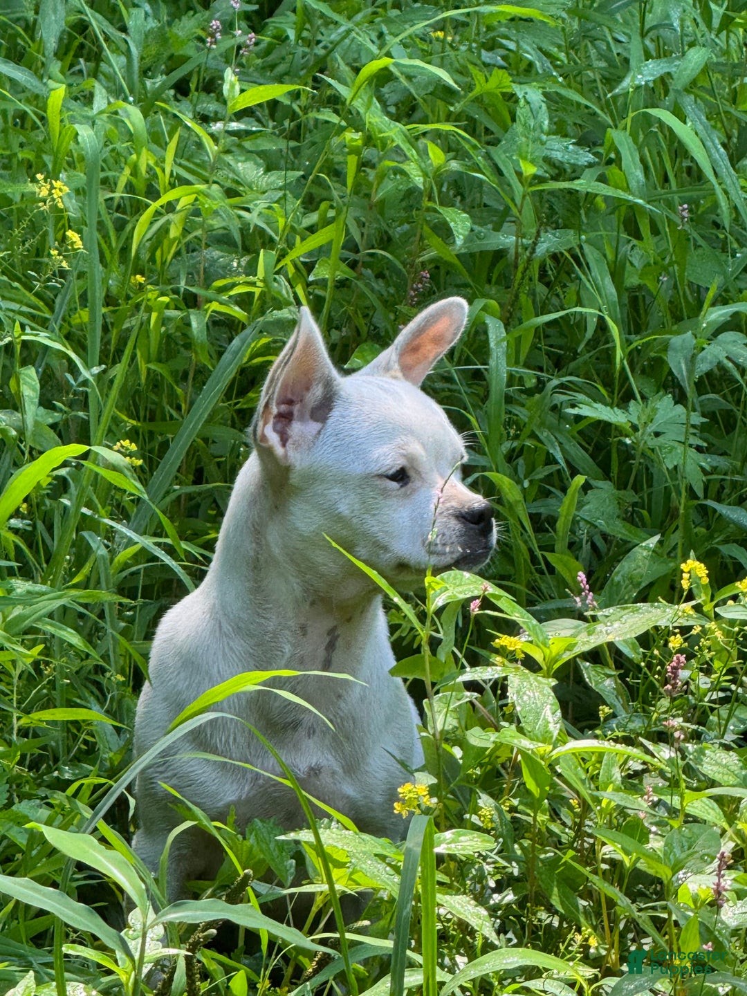 Chihuahua dogs for sale: Bianca - Image 5