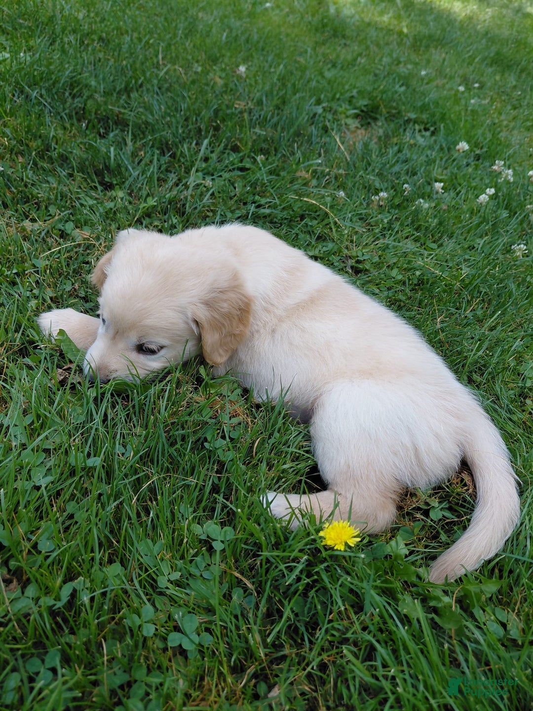 Golden Retriever dogs for sale: Prairie - Image 15
