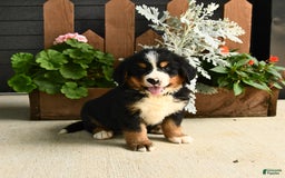 Bernese Mountain Dog dogs for sale: Maze - Image 6