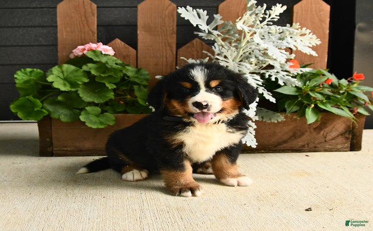 Bernese Mountain Dog dogs for sale - Ad 2