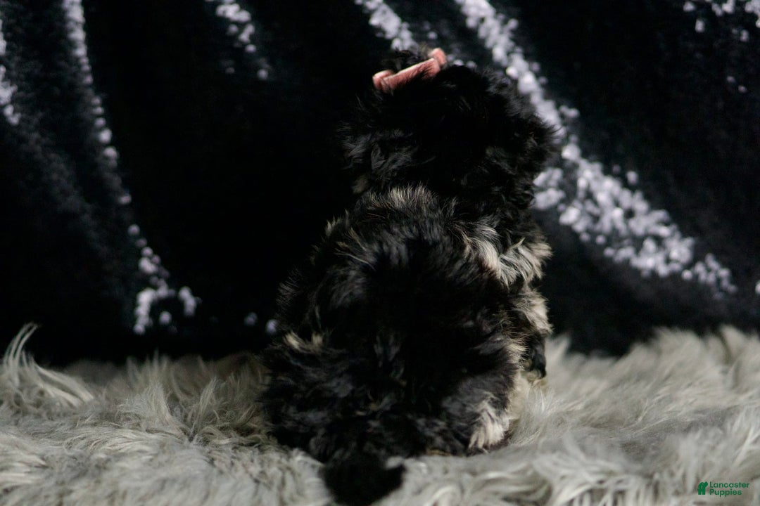 Maltipoo dogs for sale: Blackberry - Image 3