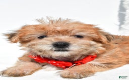Morkie dogs for sale: Ritz Teacup - Image 5
