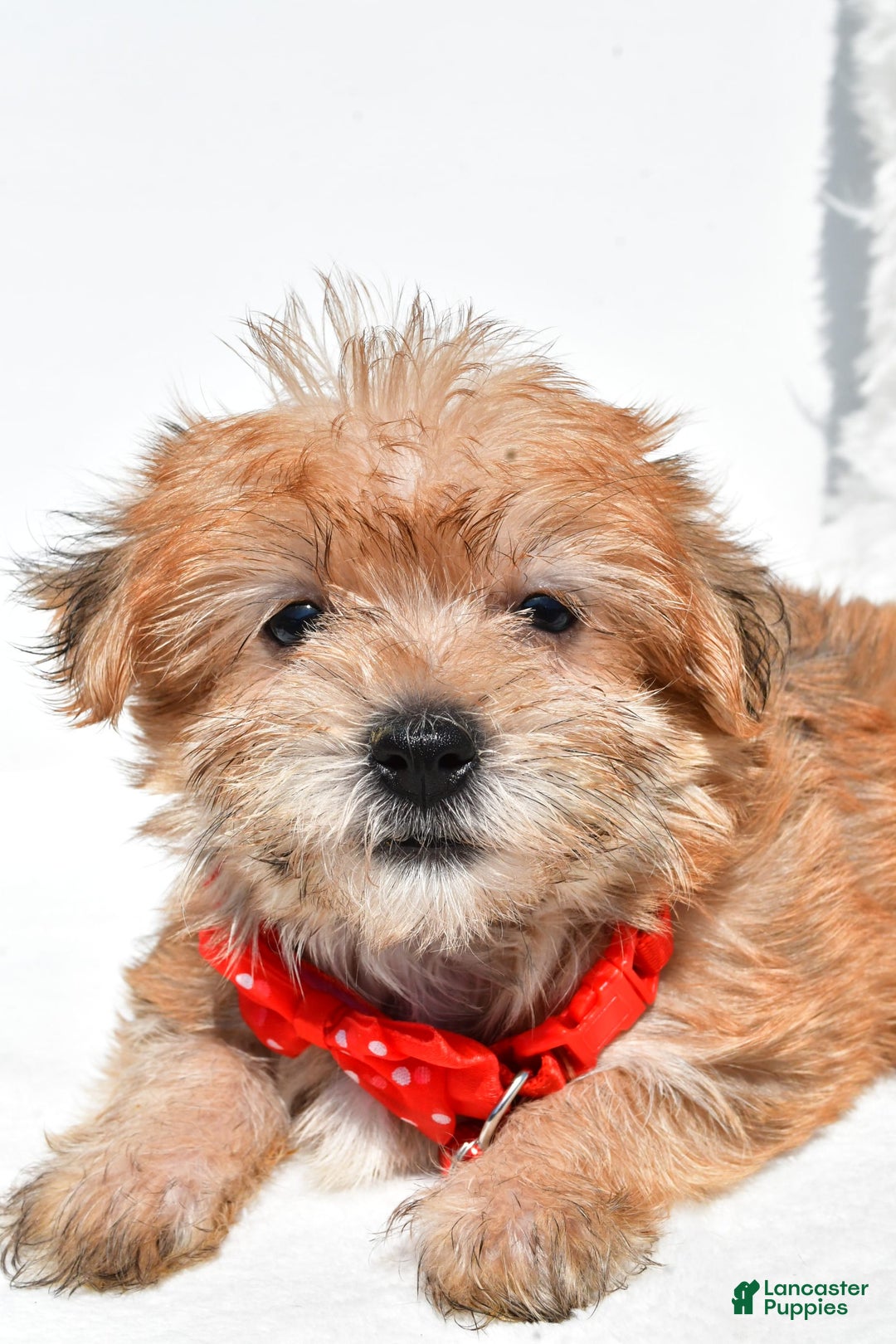 Morkie dogs for sale: Ritz Teacup - Image 5