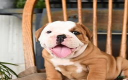 Olde English Bulldogge dogs for sale: Elsa - Image 1