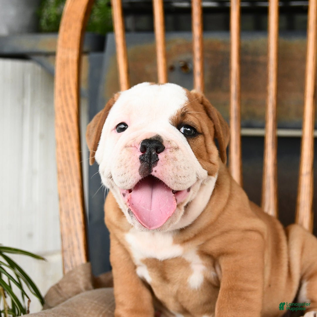 Olde English Bulldogge dogs for sale: Elsa - Image 1