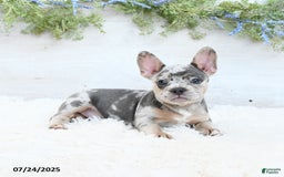 French Bulldog dogs for sale: Tulip - Image 2