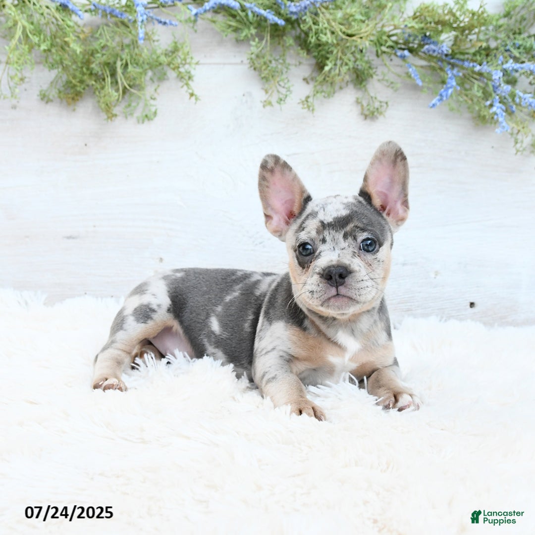 French Bulldog dogs for sale: Tulip - Image 2