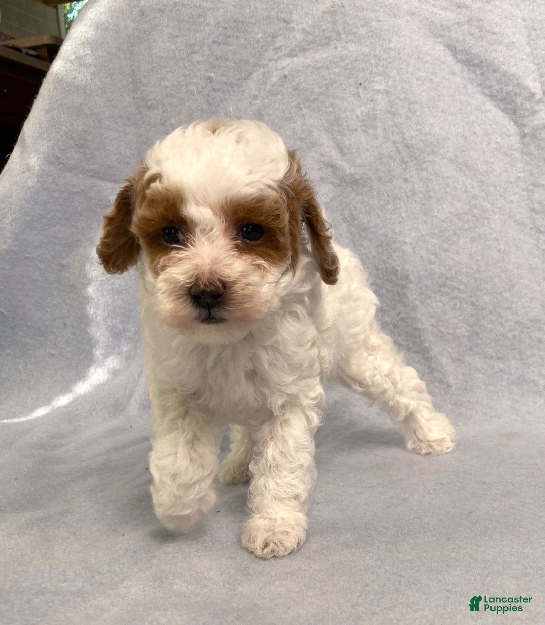 Miniature Poodle dogs for sale: Lily - Image 5