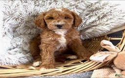 Mini Goldendoodle dogs for sale: Macy - Image 4