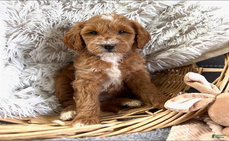 Mini Goldendoodle dogs for sale - Ad 3