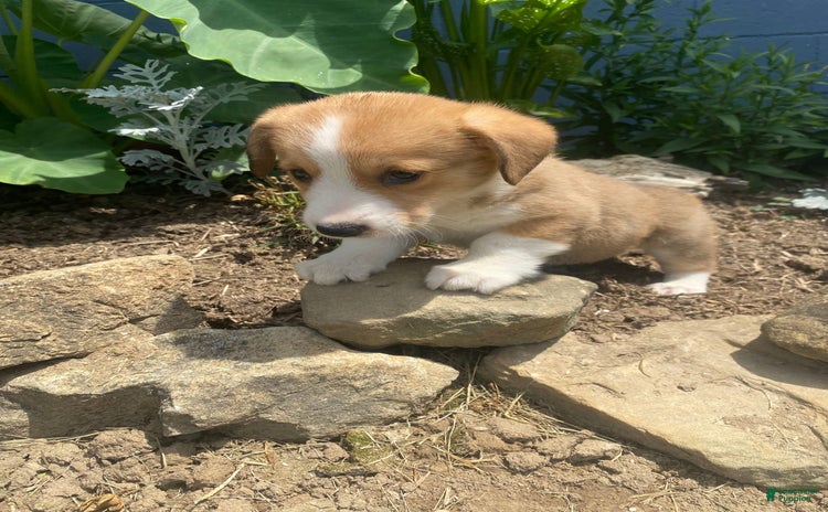 Welsh Corgi Pembroke dogs for sale - Ad 4