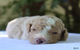Standard Poodle dogs for sale: London Moyen - Image 17