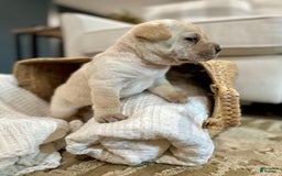 Mini Hippo dogs for sale: Delilah - Image 12
