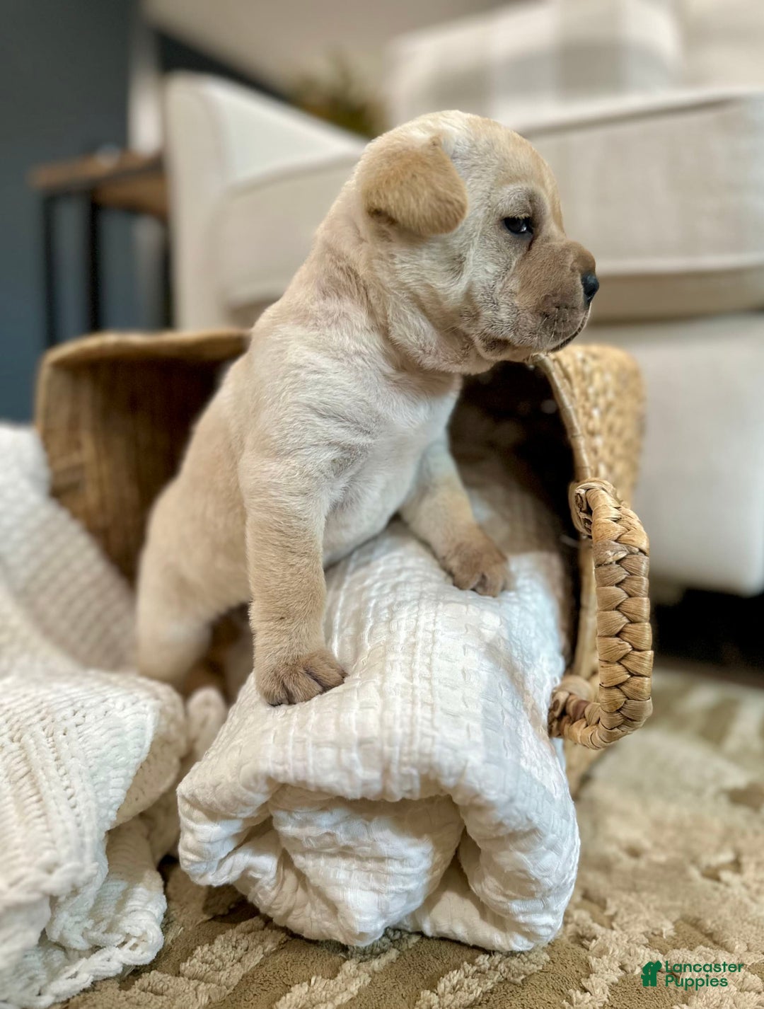 Mini Hippo dogs for sale: Delilah - Image 12