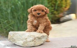 Toy Poodle dogs for sale: Natalie - Image 5