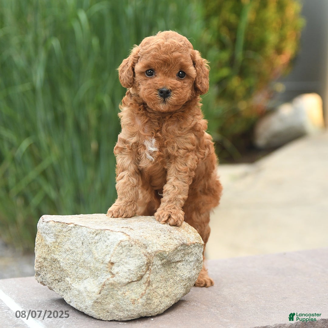 Toy Poodle dogs for sale: Natalie - Image 5
