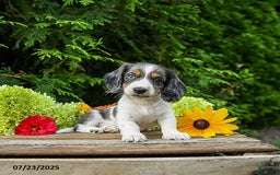 Miniature Dachshund dogs for sale: Enzo - Image 2