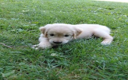Golden Retriever dogs for sale: Prairie - Image 11