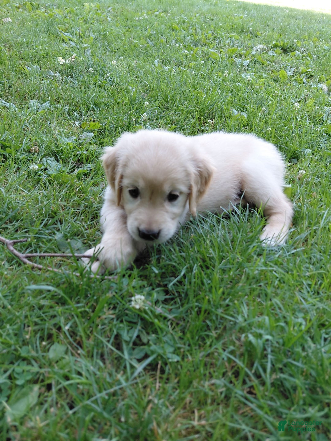 Golden Retriever dogs for sale: Prairie - Image 11