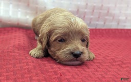 Cavapoo dogs for sale: Rex - Image 15