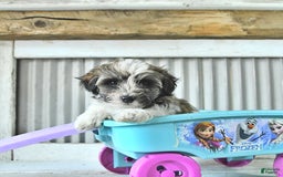 Maltipoo dogs for sale: Monroe - Image 3