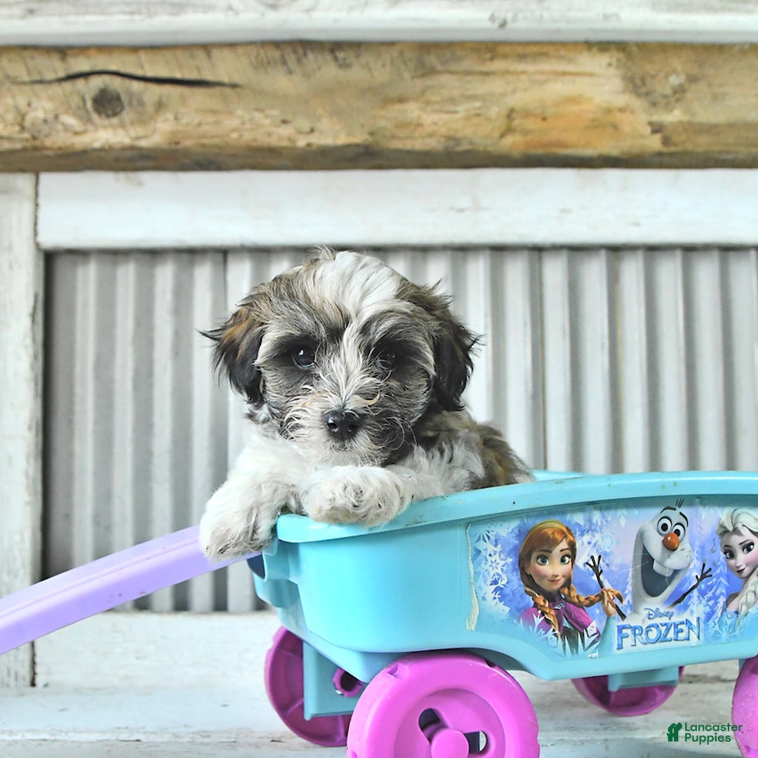 Maltipoo dogs for sale: Monroe - Image 3