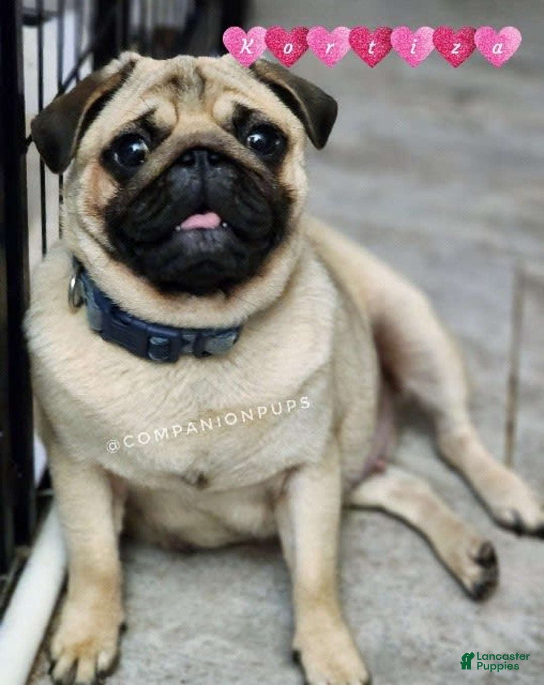Pug dogs for sale: Boy 1 - Champion Lines! - Image 18