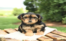 Yorkshire Terrier dogs for sale: Benny - Image 1
