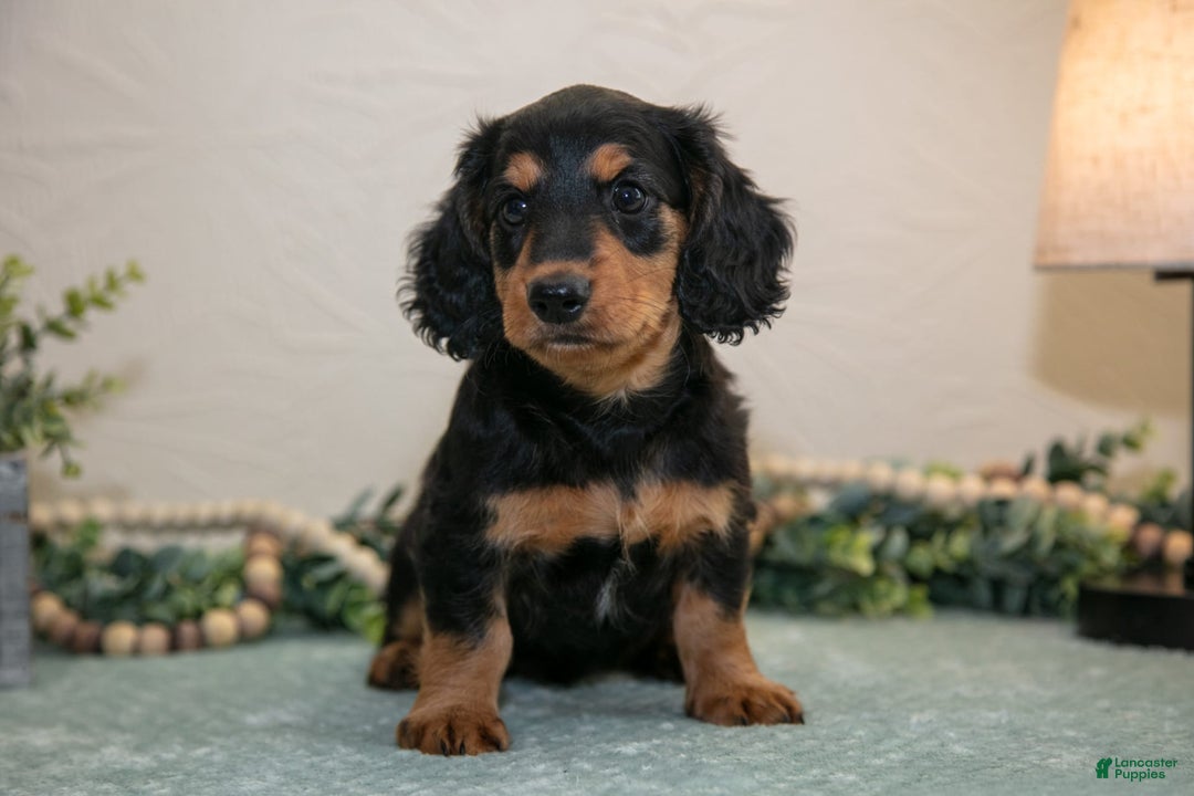 Miniature Dachshund dogs for sale: Jordan - Image 2