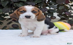 Beagle dogs for sale: Charlie - Image 14
