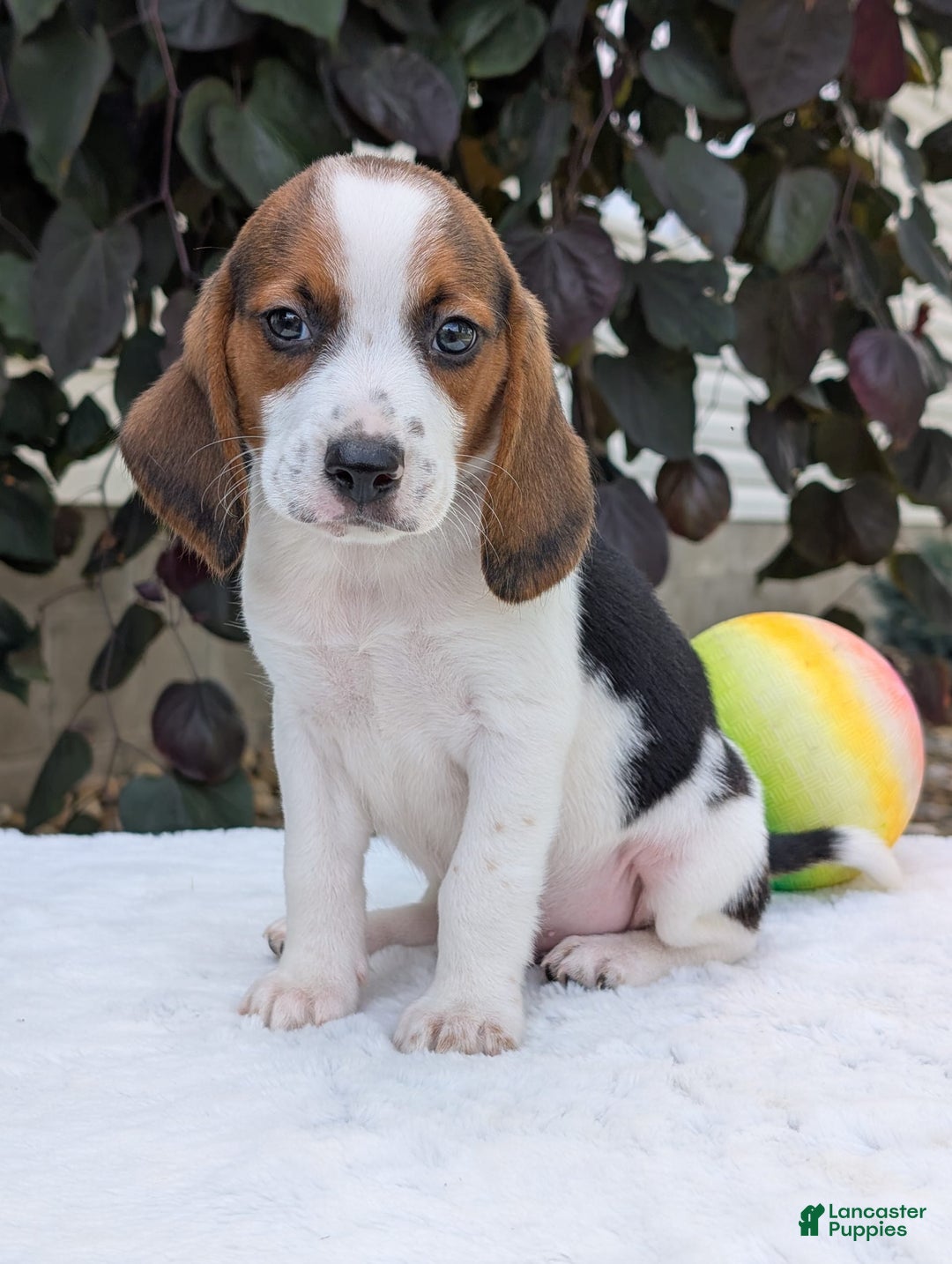 Beagle dogs for sale: Charlie - Image 14