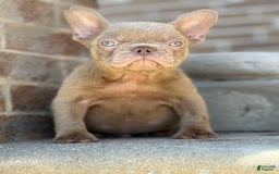French Bulldog dogs for sale: Crisean boy 3 - Image 5