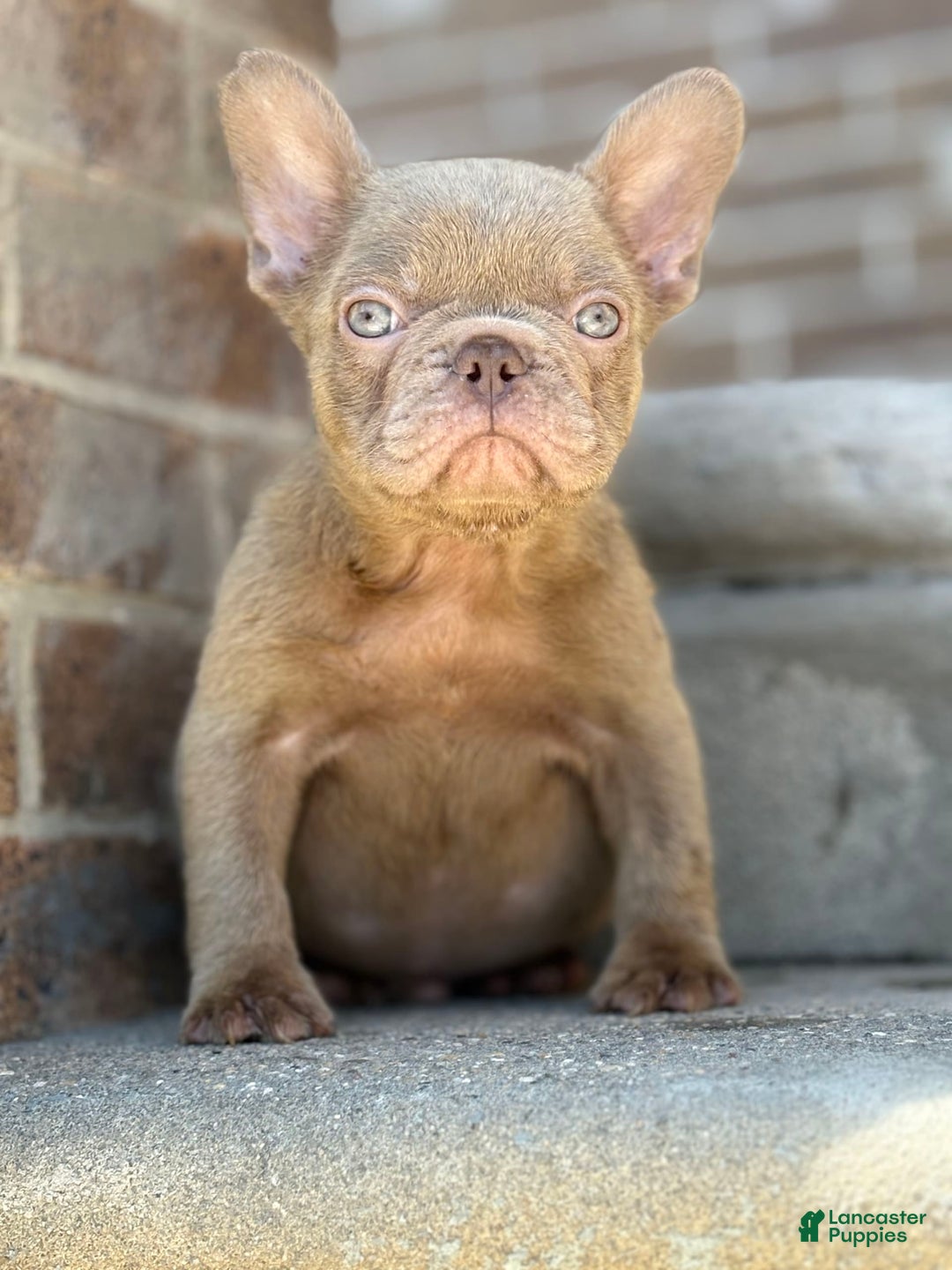 French Bulldog dogs for sale: Crisean boy 3 - Image 5
