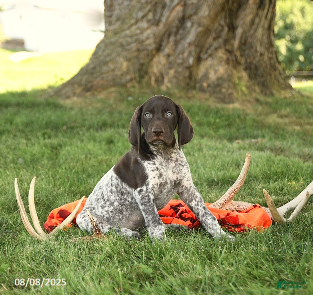 German Shorthaired Pointer dogs for sale: Brenden AKC - Image 1